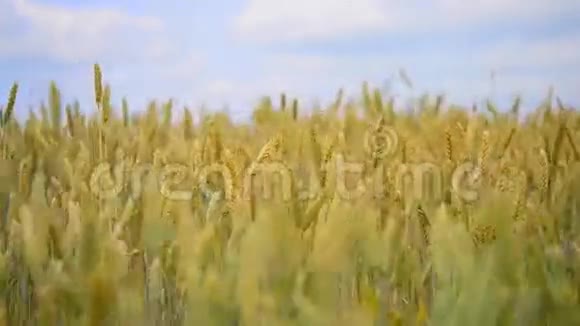 生长在麦田上的玉米穗视频的预览图