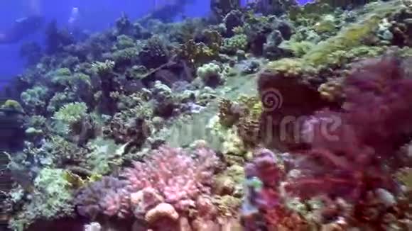 在红海的背景景观下沉船上明亮的绿色珊瑚视频的预览图