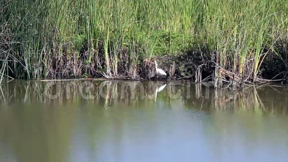 加利福尼亚湿地的白鹭飞翔视频的预览图