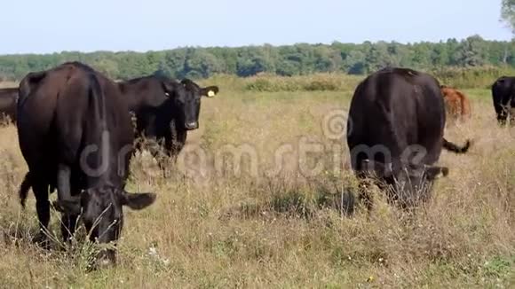 近在草甸在农场大黑系繁殖奶牛公牛正在放牧夏天温暖的一天肉牛视频的预览图