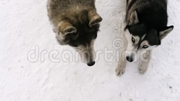 西伯利亚雪橇犬视频的预览图