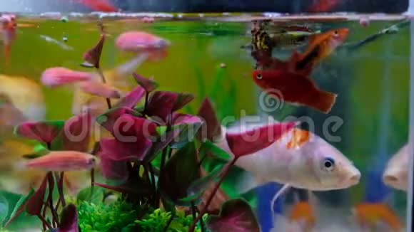 鱼缸或水族馆里的小鱼金色的鱼小狗和红色的鱼有绿色植物的花式鲤鱼水下的4KUHD视频的预览图