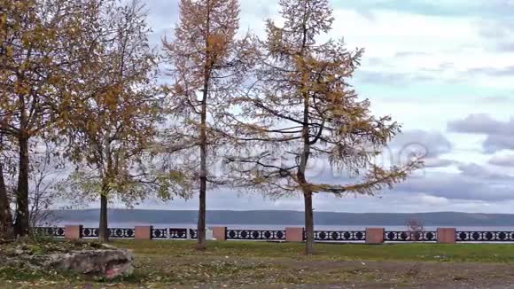 秋天湖堤上的树视频的预览图