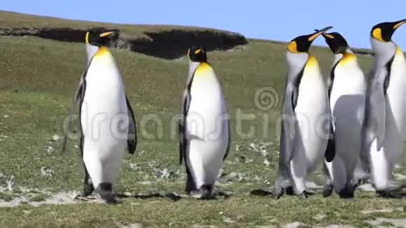 福克兰岛的企鹅国王视频的预览图