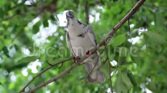 白鸽坐在树枝上视频的预览图