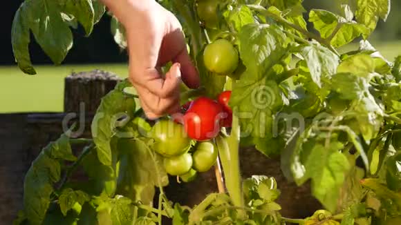 在花园里收获西红柿视频的预览图
