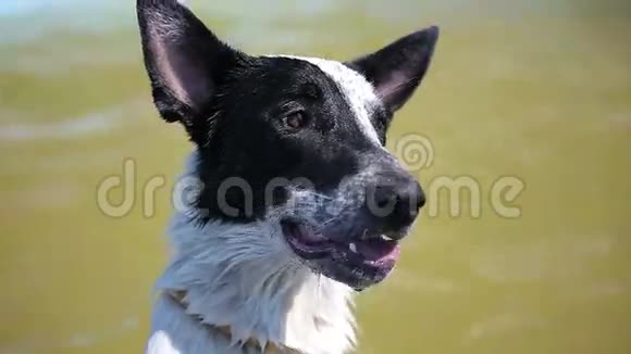 阳光明媚的夏日一只狗在游泳池里视频的预览图