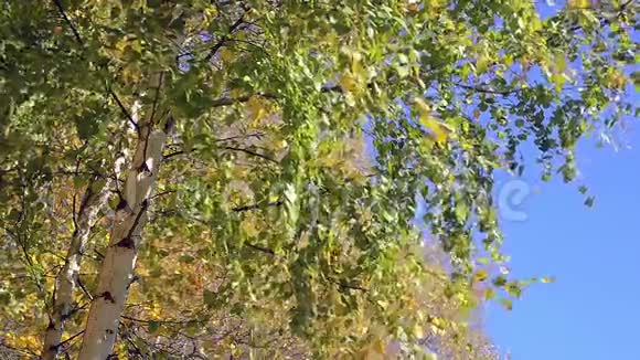 十月金色森林景观视频的预览图
