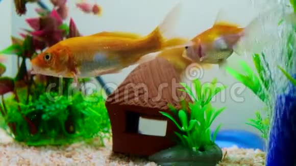 鱼缸或水族馆里的小鱼金色的鱼小狗和红色的鱼绿色植物的花式鲤鱼水下的生活理念4K视频的预览图