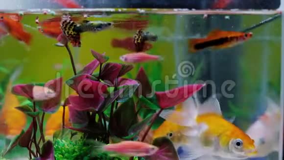 鱼缸或水族馆里的小鱼金色的鱼小狗和红色的鱼绿色植物的花式鲤鱼水下的生活理念4K视频的预览图