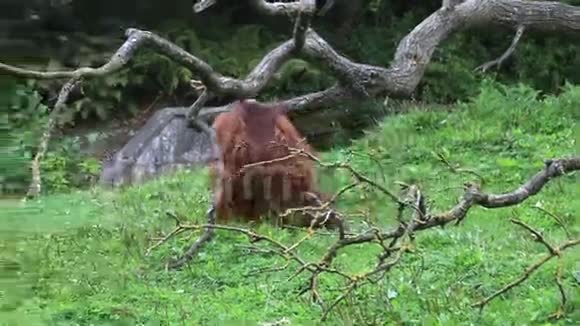 雄性博尔纳猩猩视频的预览图