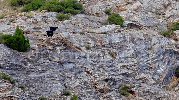 岩石上的羊帕米尔塔日基斯坦时间流逝视频的预览图