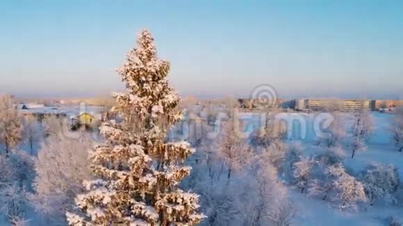 日落冬季景观围绕松树的摄像头视频的预览图