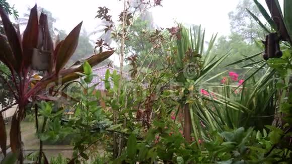 泰国热带大雨的园林树木视频的预览图