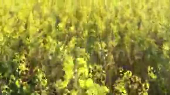 飞越油菜栽培地视频的预览图