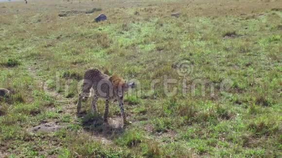 猎豹在非洲的热带草原狩猎视频的预览图