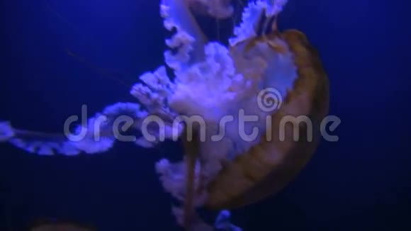 两只发光的大水母漂流视频的预览图