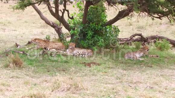 非洲热带稀树草原上的猎豹视频的预览图