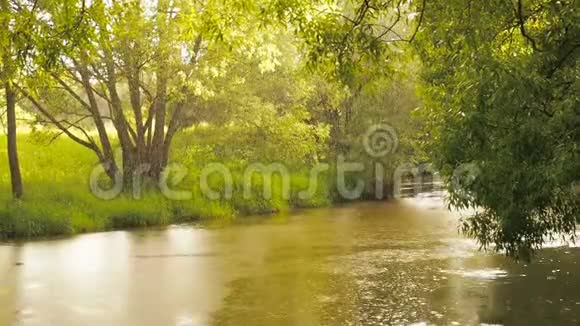有溪流流过的雨林雨水滴在水上的河圈里视频的预览图