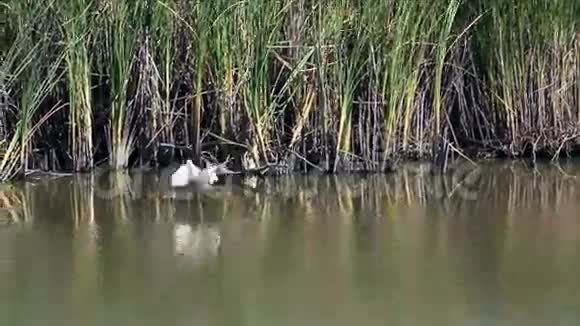 加利福尼亚湿地的白鹭飞翔视频的预览图