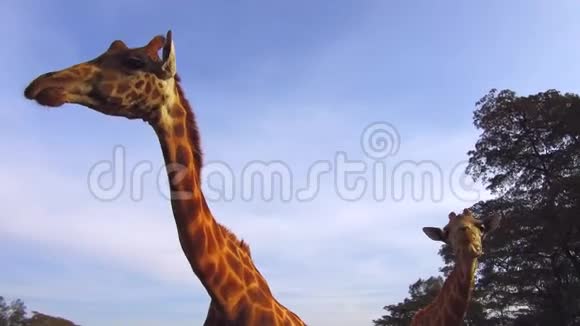 非洲大草原的几只长颈鹿视频的预览图
