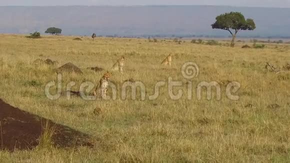 猎豹在非洲的热带草原狩猎视频的预览图