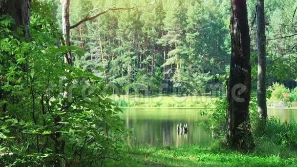 美丽的一天野生森林和湖泊视频的预览图