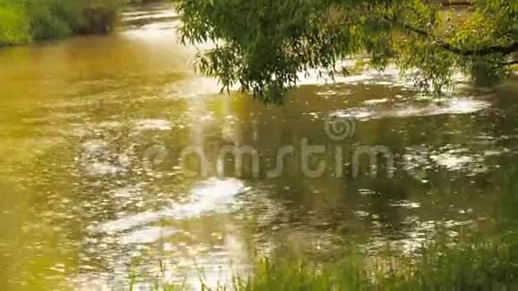 有溪流流过的雨林雨水滴在水上的河圈里视频的预览图