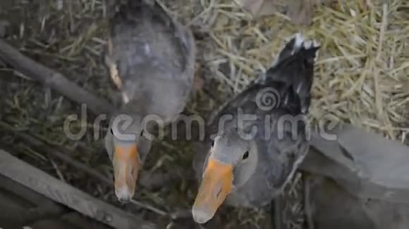 家鹅家庭在传统的乡村谷仓上吃草一群鹅在草地上行走戈西躺在花园里视频的预览图