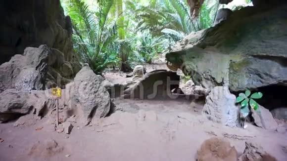 热带丛林洞穴和树木茂盛的岩石视频的预览图