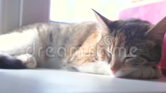 猫宠物条纹三色睡眠概念猫睡在窗台上阳光和窗户是一样的视频的预览图