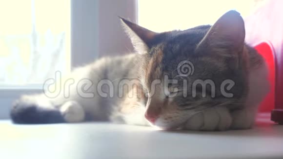 猫纹三色睡眠概念猫睡在窗台上阳光和窗户是生活方式视频的预览图