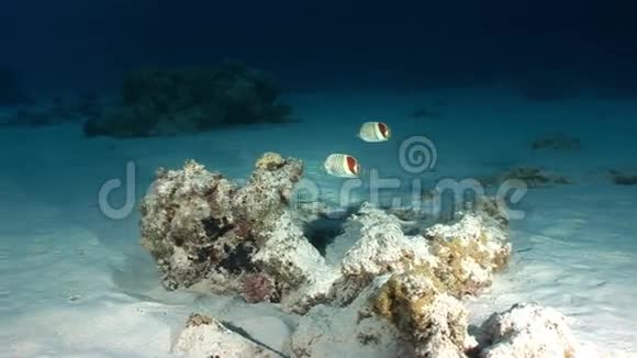 红海背景水下景观珊瑚中的蝴蝶鱼视频的预览图