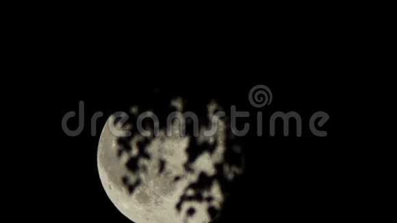 满月在夜空中的树上移动视频的预览图