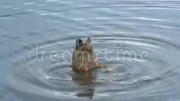 鸭子在公园的湖边游泳高清视频视频的预览图