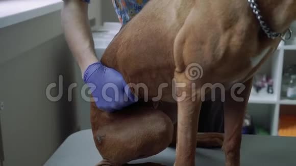 兽医检查狗的腹部视频的预览图