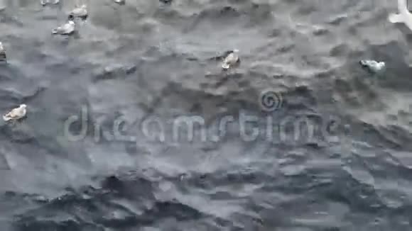 从船上排放鱼废料时海鸥的盛宴视频的预览图