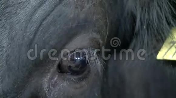畜牧场饲养奶牛视频的预览图