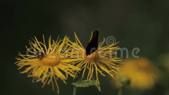 科孔雀蝶和蜜蜂视频的预览图