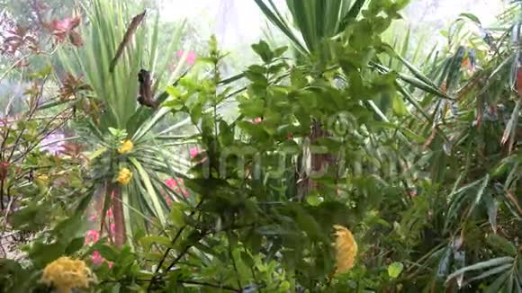 泰国热带大雨的园林树木视频的预览图