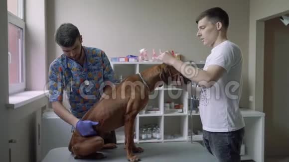 专业兽医检查狗的腹部视频的预览图