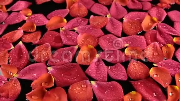 用露珠放大美丽的玫瑰花瓣视频的预览图
