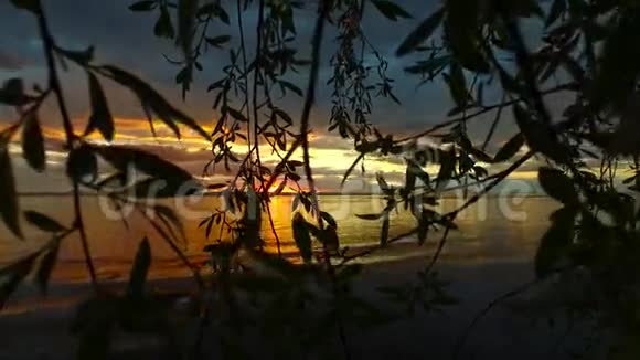 树枝叶在夕阳中摇曳美丽的阳光明媚的夏日傍晚日落视频的预览图