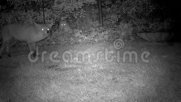 城市花园里的狐狸和大白猫视频的预览图