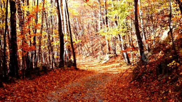 穿过森林的小径铜色的树落叶视频的预览图