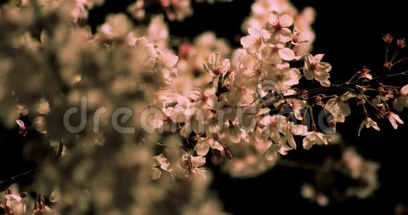 东京公园樱花夜景中摄视频的预览图