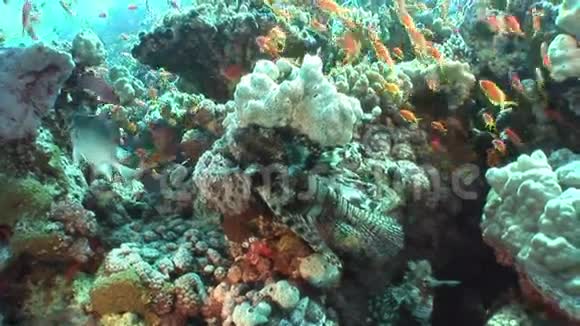 红海背景水下景观黄鱼派视频的预览图