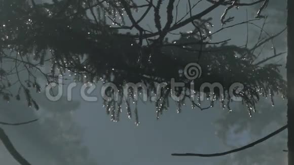 水滴中的松枝视频的预览图