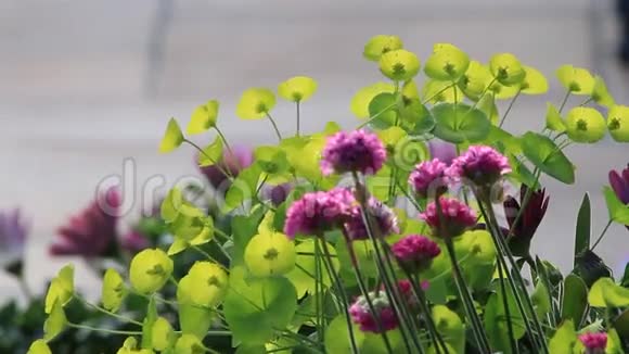 背景花粉绿色排列视频的预览图