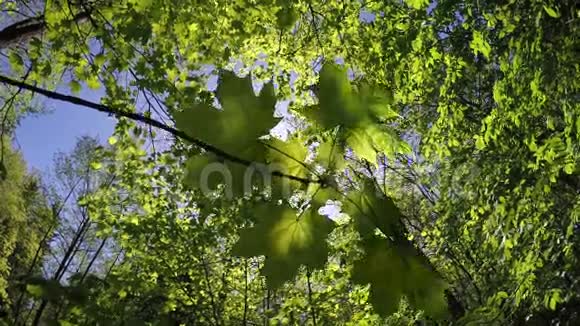 木背景上的一棵枫树的枝条慢动作视频的预览图